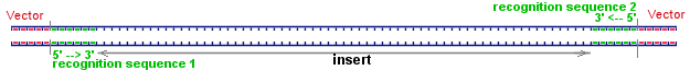 sense of recognition sequences